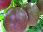 Passion Fruit