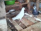 Pigeon
