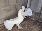 Pigeons