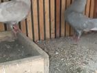 Pigeon