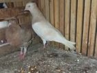 Pigeon