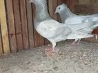 Pigeons