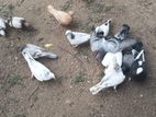 Pigeons