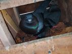 Pigeon