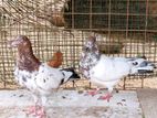 Pigeons