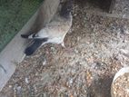 புறா Pigeons