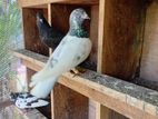 Pakistan Pigeon