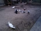 Pigeons