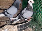 Pigeons