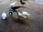 புறாக்கள்