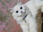 Persian Female Cat