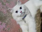 Persian Female Cat