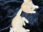 pursian cat