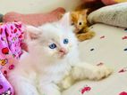 Persian Cat