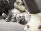 Persian Cat