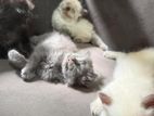 Persian Kittens