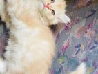 Persian Female Cat