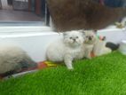 Persian Kittens