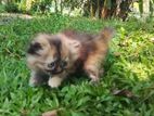 Persian Kitten