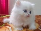 Pursian Kitten