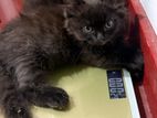 Persian Kitten