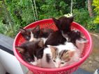Kittens for Kind Home