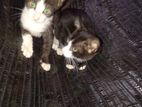 Kittens for Kind Home