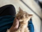 Persian Cat
