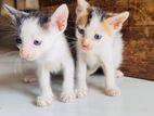 Kittens for Kind Home