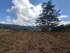Pussalawa Land Sale