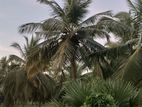 Puttalam : 10 Acres Coconut Land for Sale