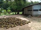 Puttalam : 10 Acres Coconut Land for Sale