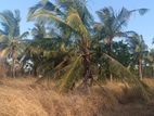 Puttalam : 12 Acres Coconut Land for Sale in 7 post