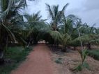 Puttalam : 15 Acres Coconut Land for Sale in Mannar road