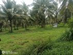 Puttalam : 21.5A Coconut Land for Sale in Nattandiya town