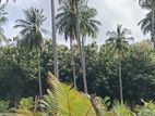 Puttalam : 25 Acres Coconut Estate for Sale