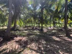 Puttalam : 25.5 Acres Coconut Estate for Sale at Wanathawilluwa