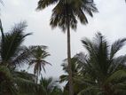 Puttalam : 5 Acres Coconut Land for Sale