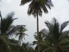 Puttalam : 5 Acres Coconut Land for Sale
