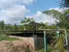 Puttalam : 50 Acres Coconut Land for Sale