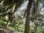 Puttalam : 8 Acres Coconut Land with House for Sale