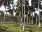 Puttalam : 80 Acres Coconut Land for Sale