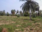 Puttalam : 8.25 acres of Coconut Estate Land