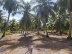 Puttalam : 8.5 Acres Coconut Land for Sale