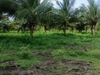 Puttalam - Coconut Estate for sale