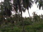 Puttalam - Coconut Estate for Sale