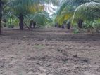 Puttalam - Coconut Land for Sale