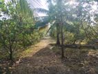 Puttlam Kurunagala Road 3.5 Acres Coconut Land for Sale