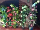 Decoration Plants