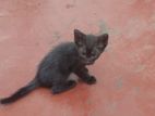 Kitten For a Kind Home